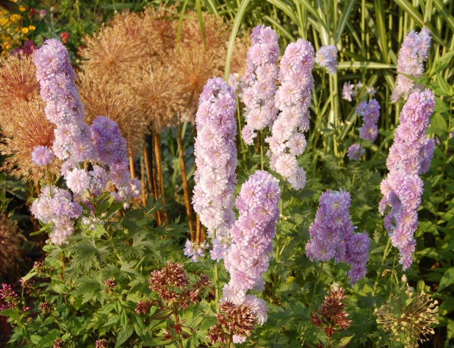 Дельфиниум Highlander