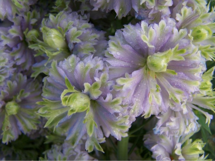 Радар-детектор Megaforcer z-11st