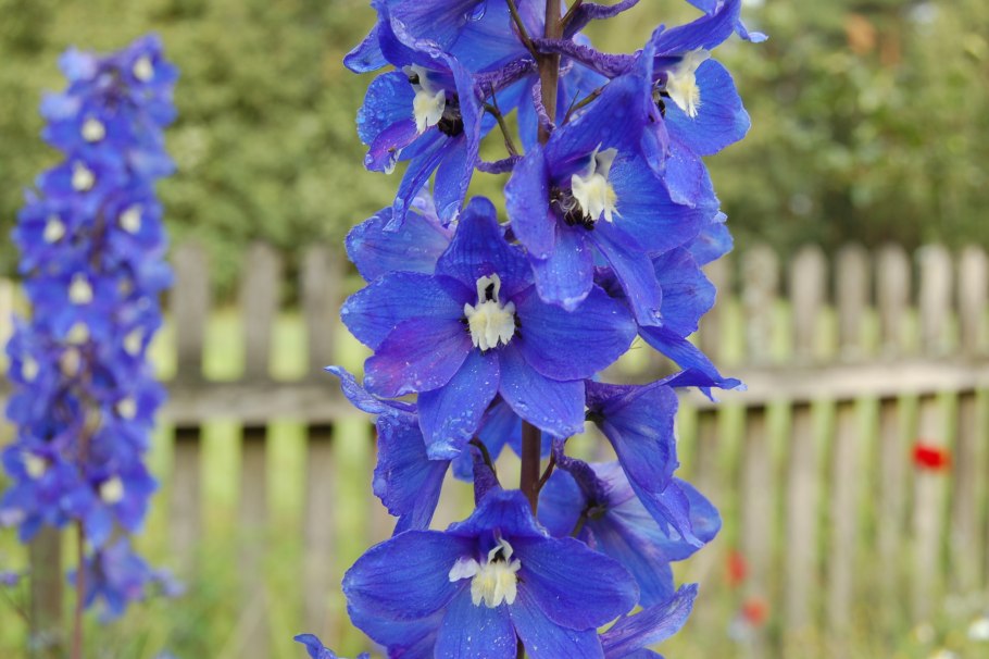 Дельфиниум Tonga