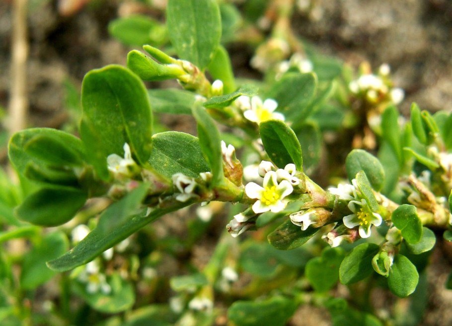 Горец птичий спорыш