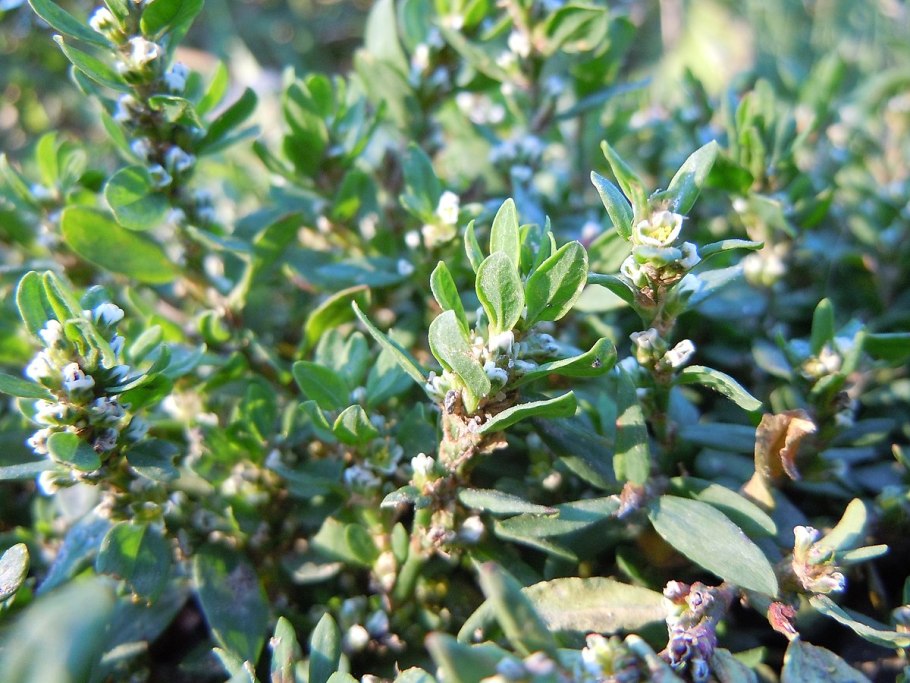 Спорыш (Горец птичий) трава