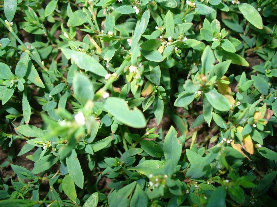 Горец птичий (спорыш, гусиная трава