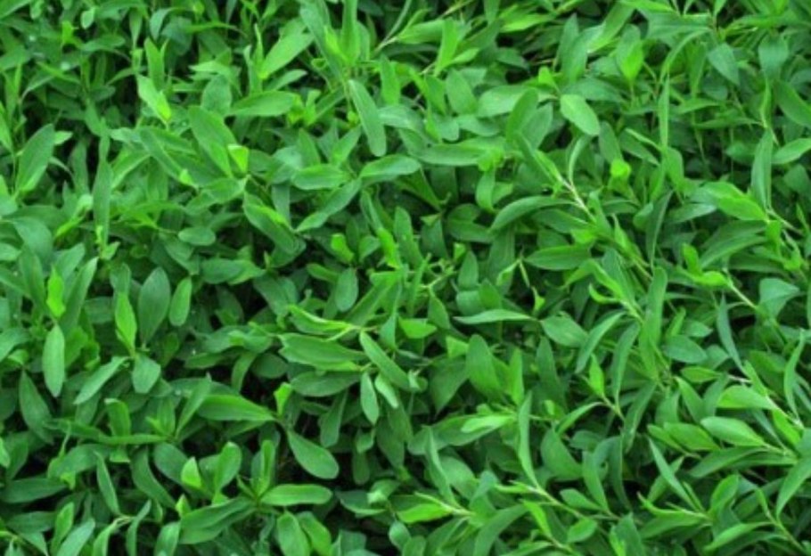 Горец птичий