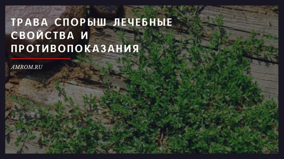 Спорыш (Горец птичий) трава