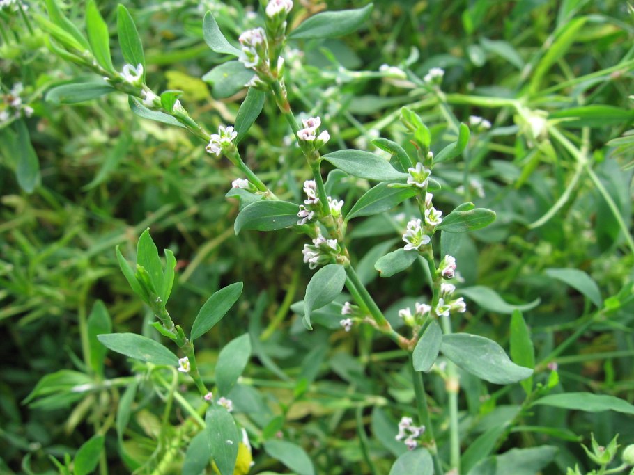 Горец птичий (спорыш) (Polygonum aviculare)