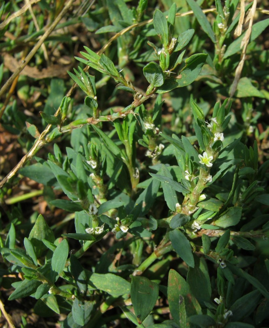 Трава канатопка