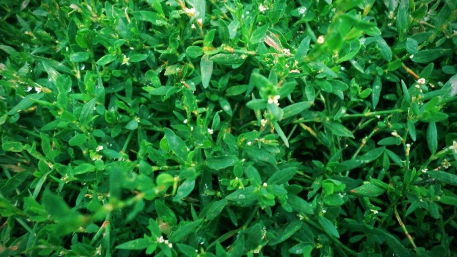 Горец птичий, трава, 50 гр