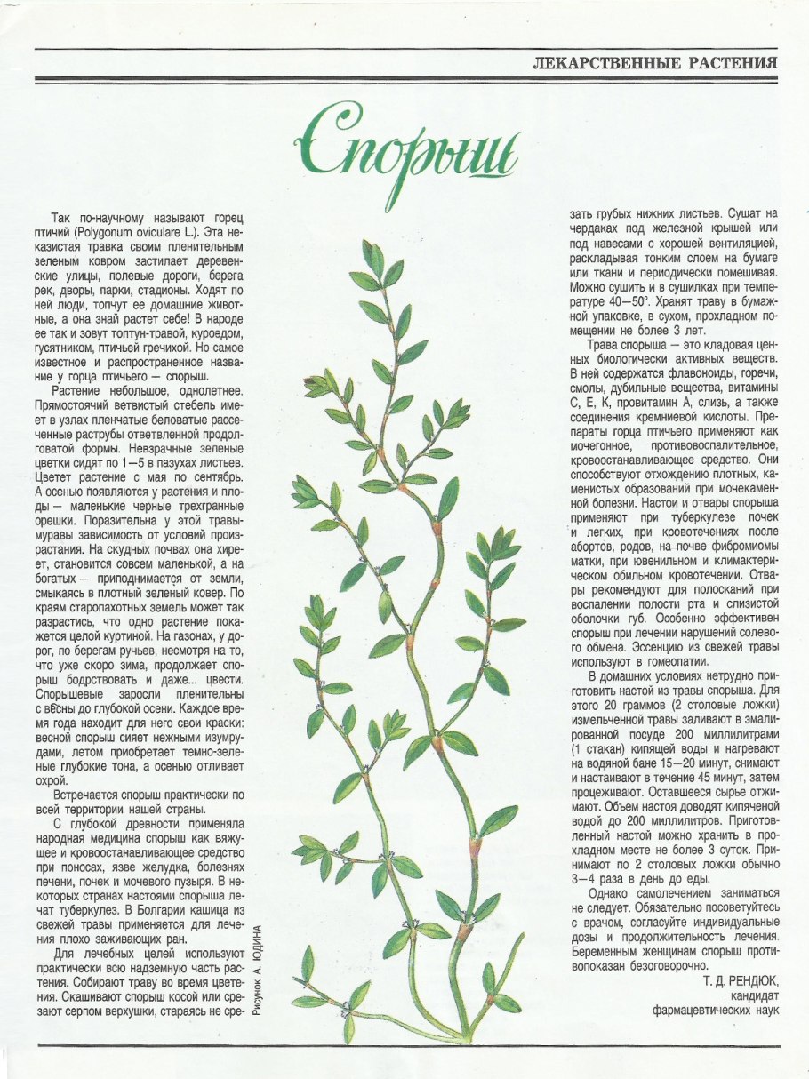 Горец птичий спорыш