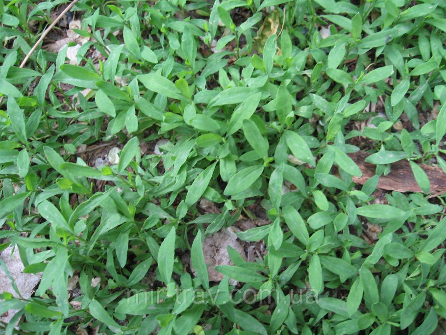Спорыш (Горец) птичий — Polygonum aviculare l.