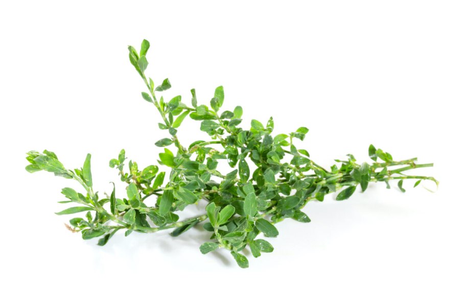 Спорыш трава