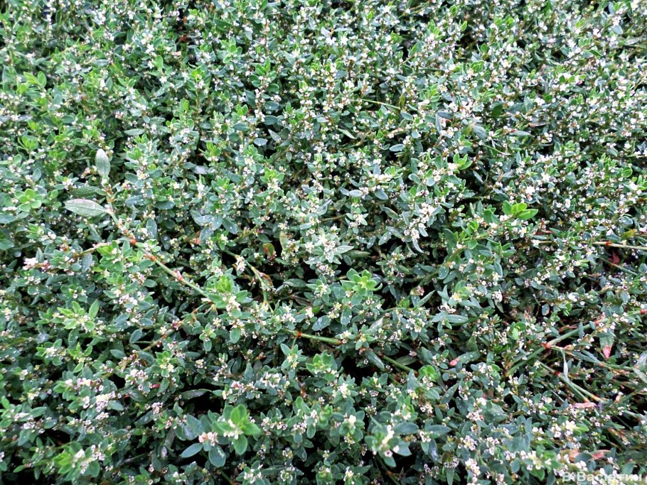 Горец птичий спорыш