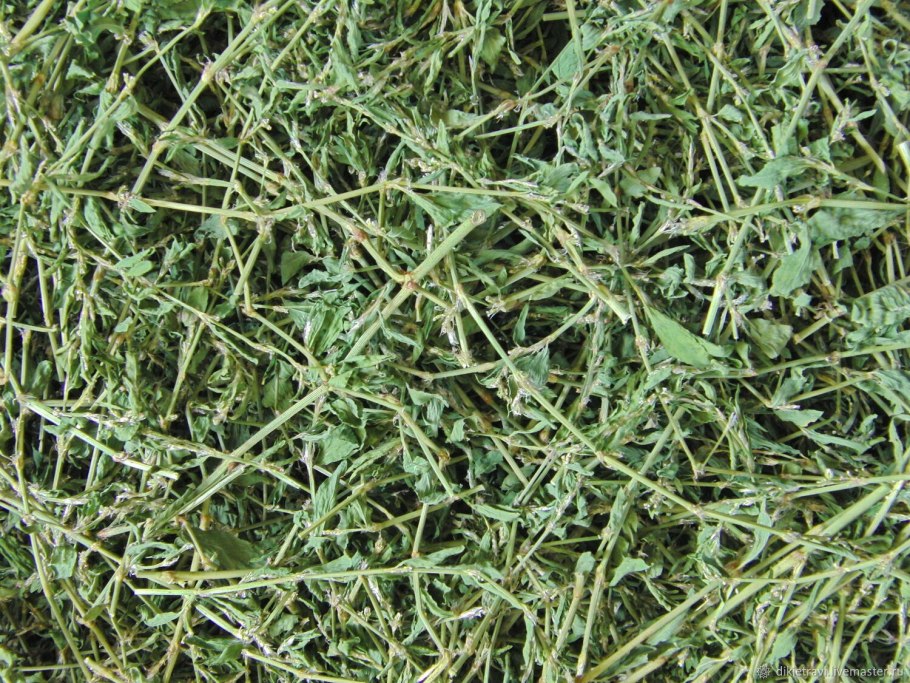 Спорыш отвар