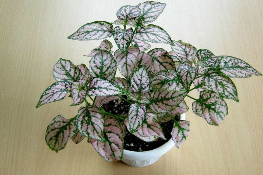 Гипоэстес белый