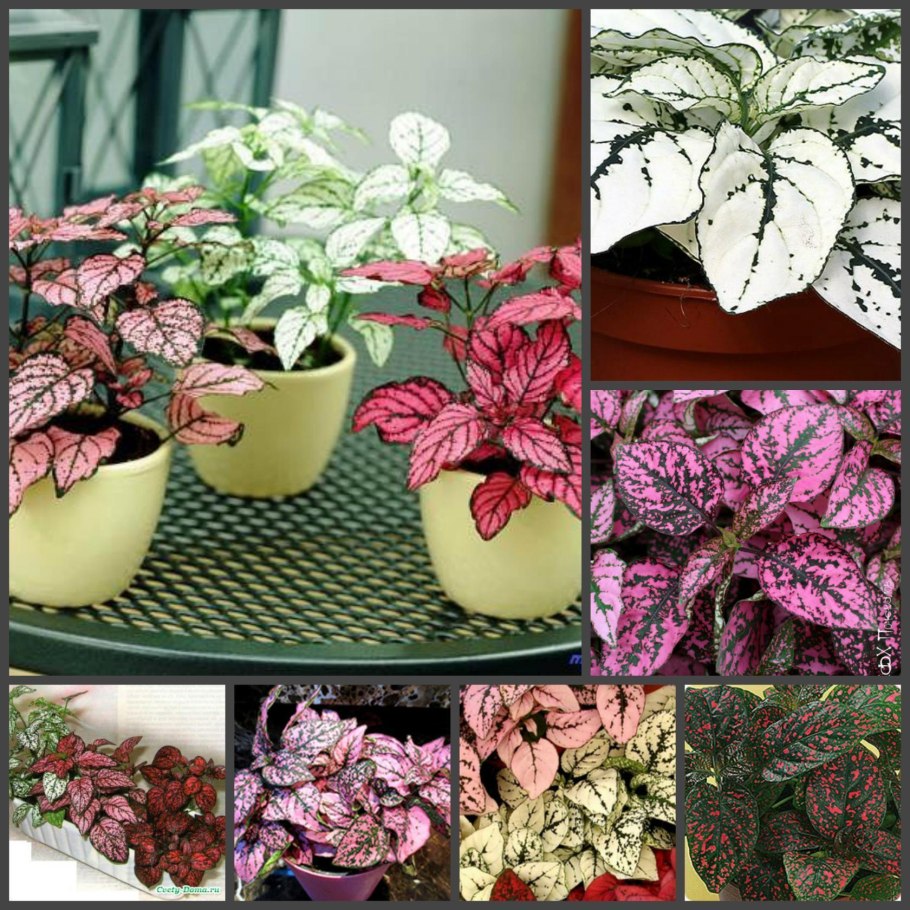 Гипоэстес листоколосковый