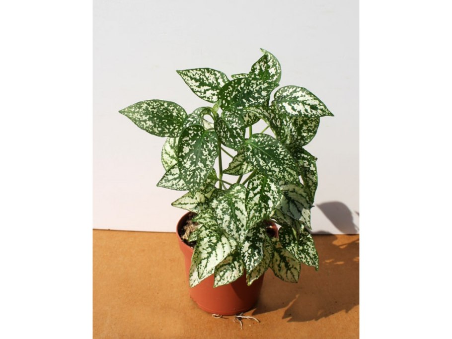 Пилея гипоэстес