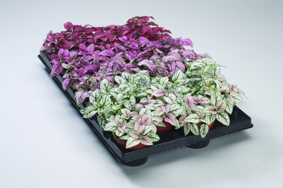 Плант микс гипоэстес