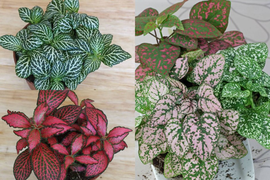 Гипоэстес цветок