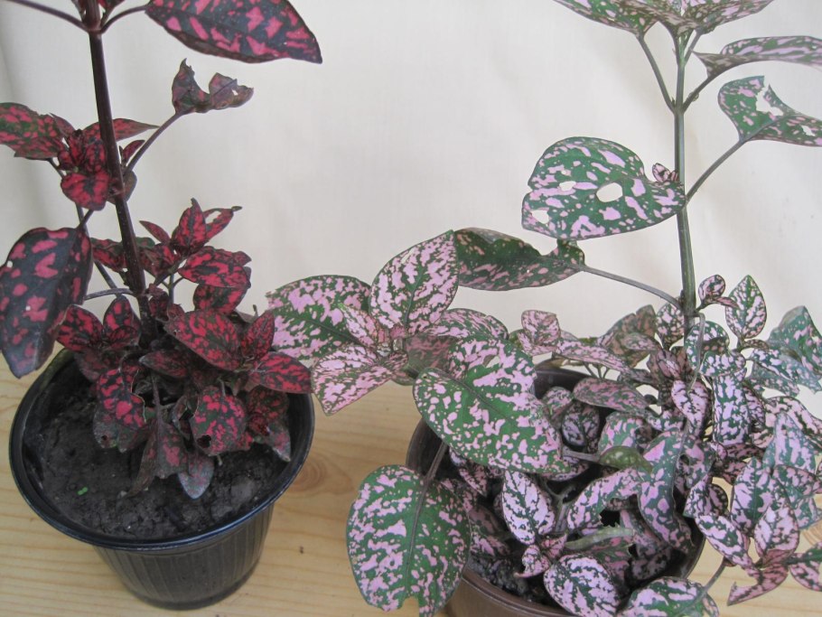 Гипоэстес красный