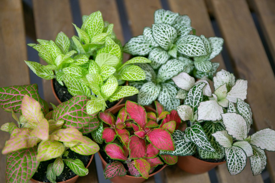 Фиттония микс