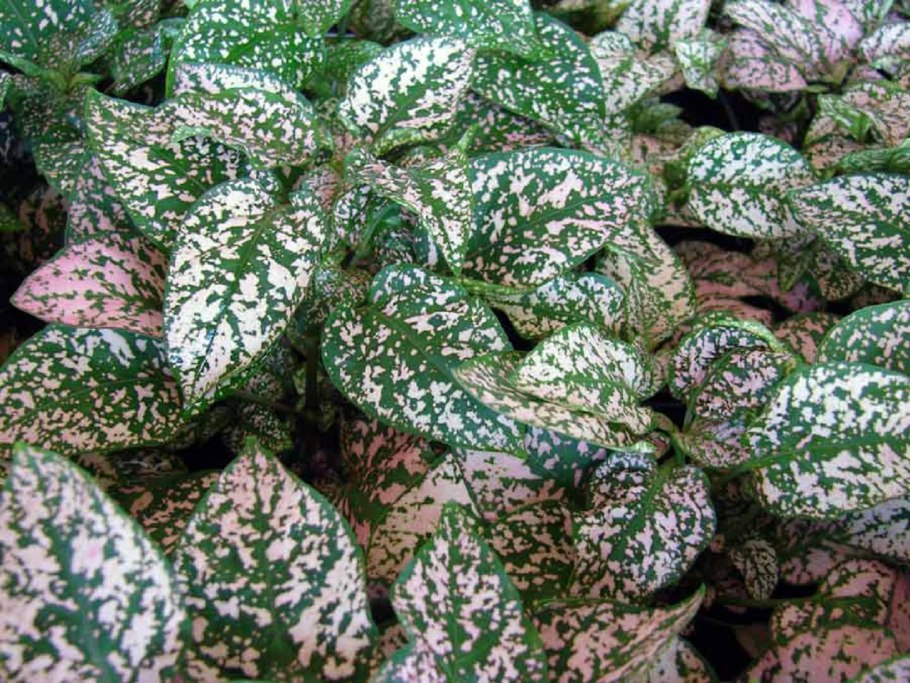 Гипоэстес листоколосниковый