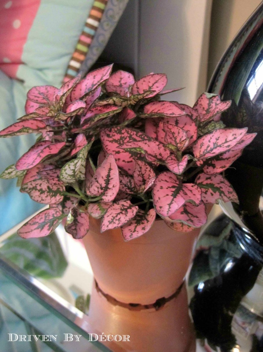 Гипоэстес красный мрамор