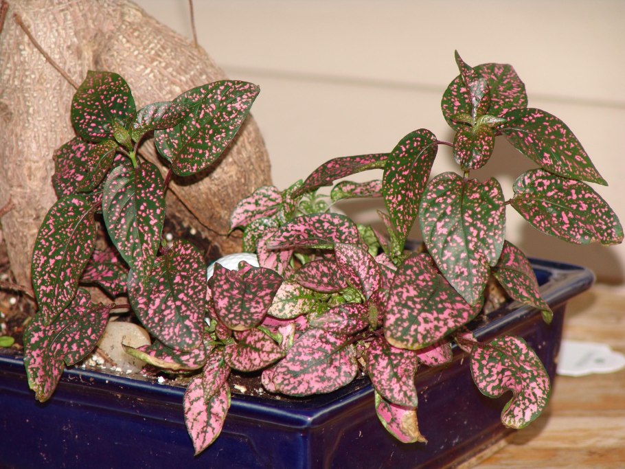 Гипоэстес листотычинковый