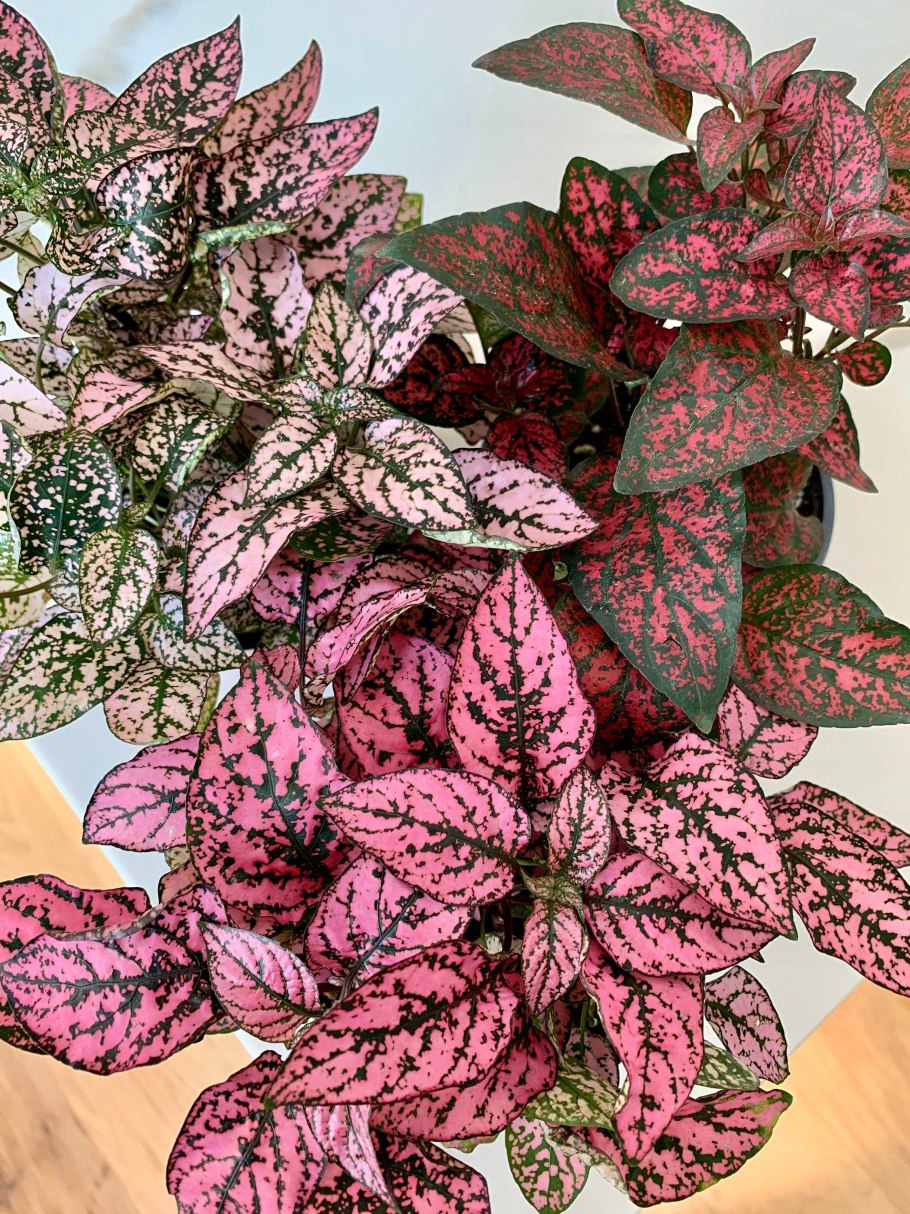 Гипоэстес Пинк полка