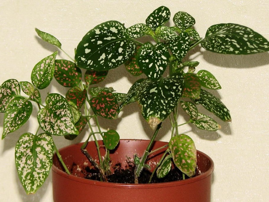 Гипоэстес и колеус