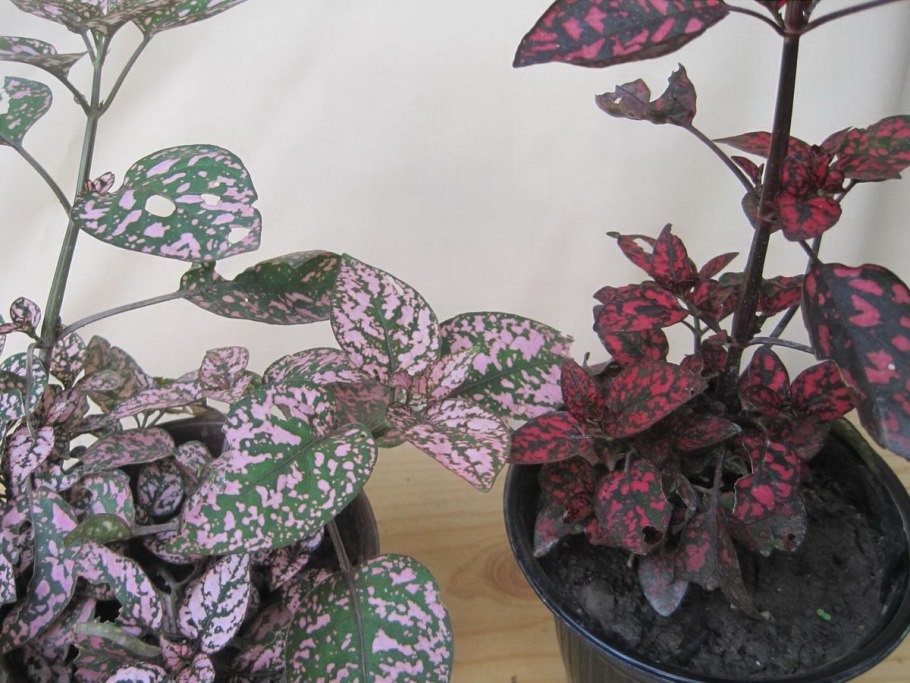 Гипоэстес цветет