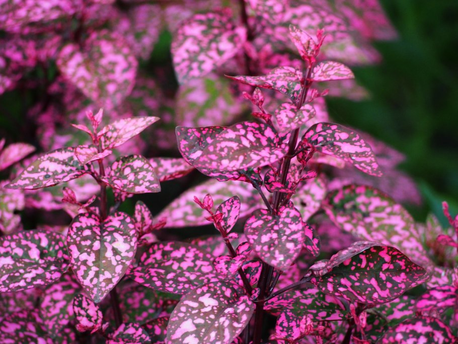 Гипоэстес Пинк