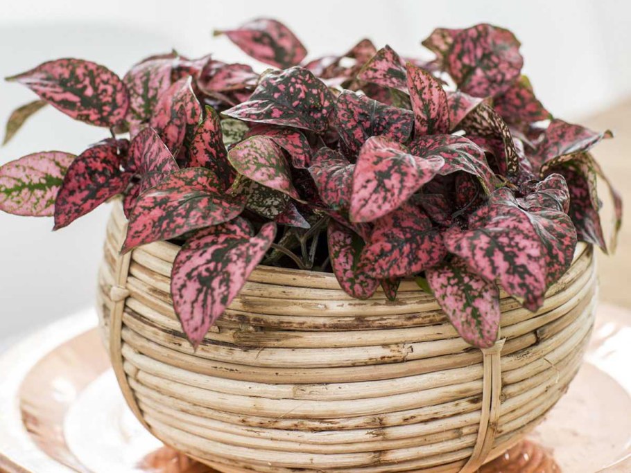 Гипоэстес красный мрамор