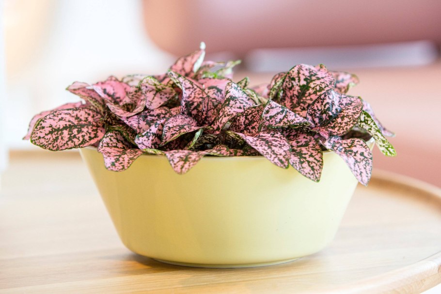 Плант микс гипоэстес