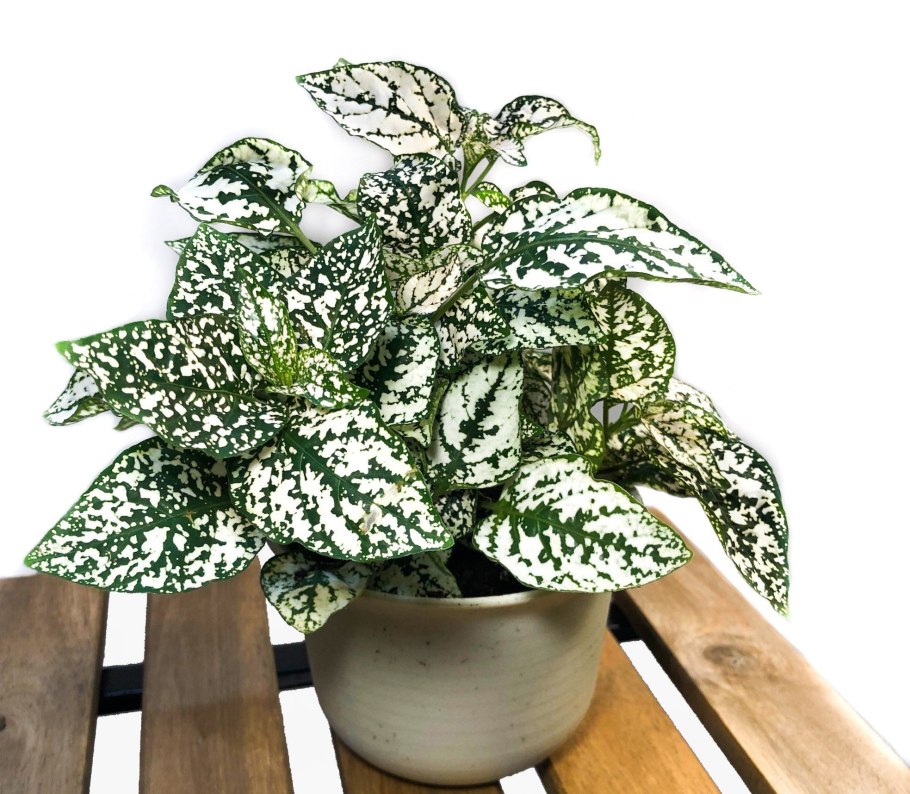 Плант микс гипоэстес