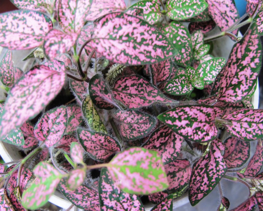 Пилея гипоэстес