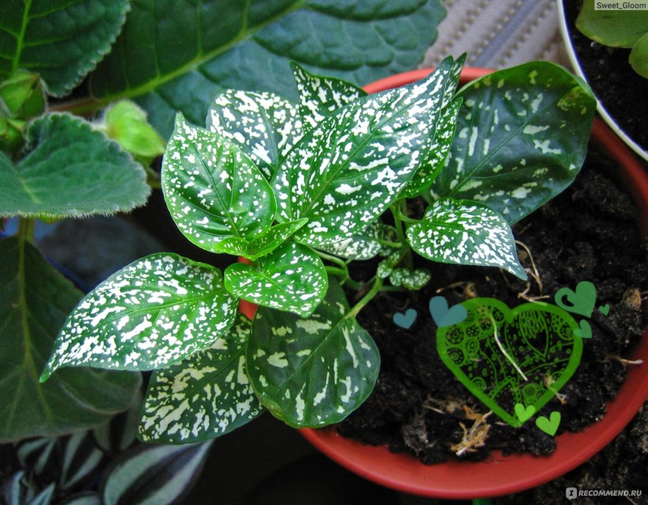 Гипоэстес цветение белый