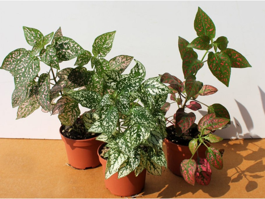 Пилея гипоэстес