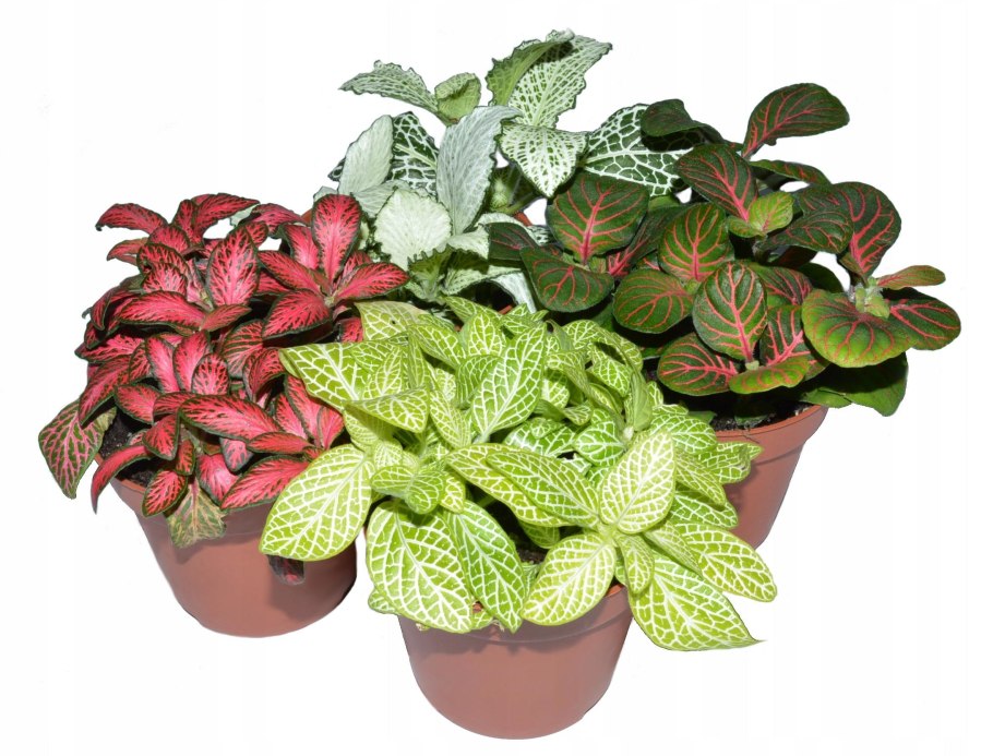 Фиттония Вершаффельта