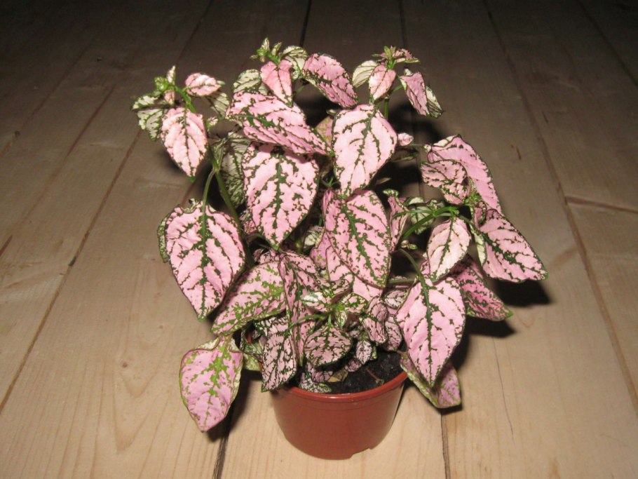 Гипоэстес растение