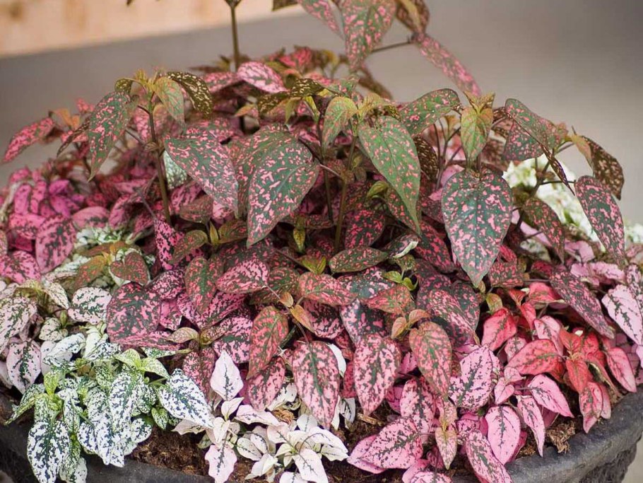 Гипоэстес кроваво-красный