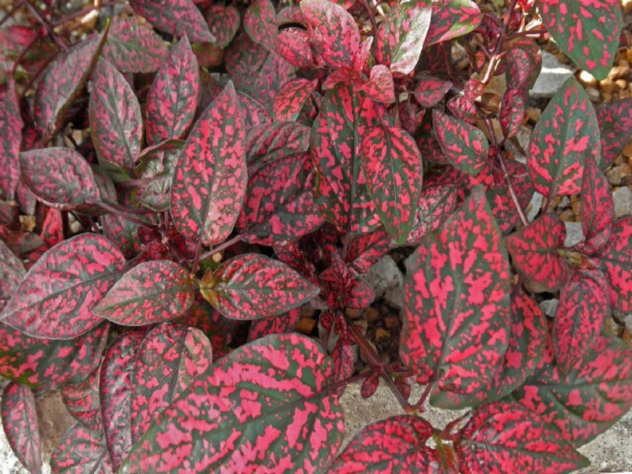 Гипоэстес красный