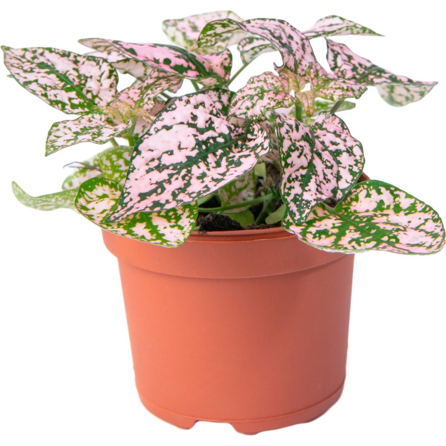 Гипоэстес цветок