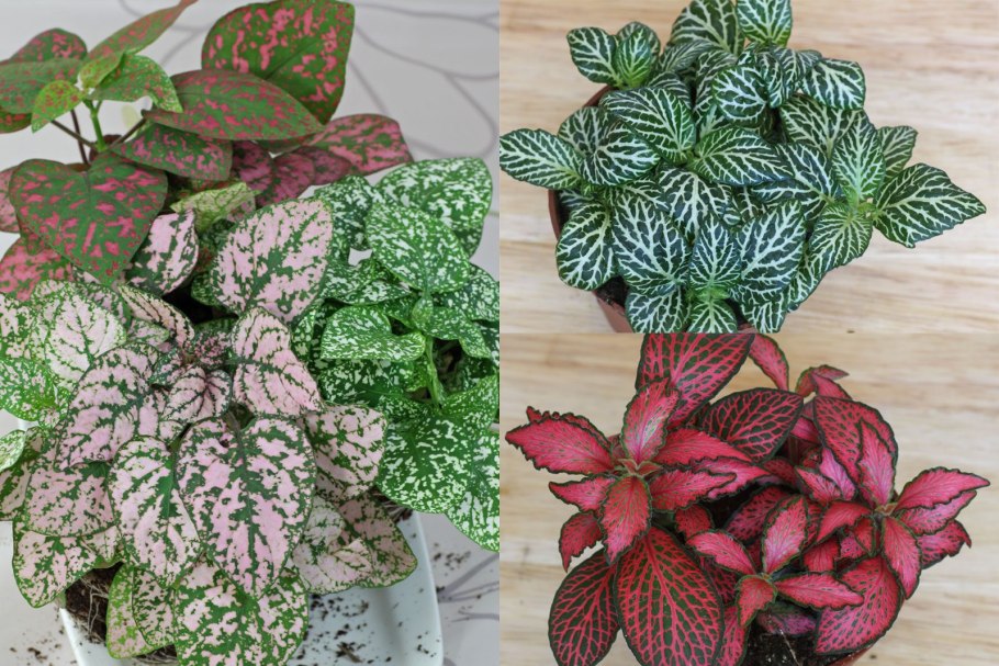 Гипоэстес или фиттония