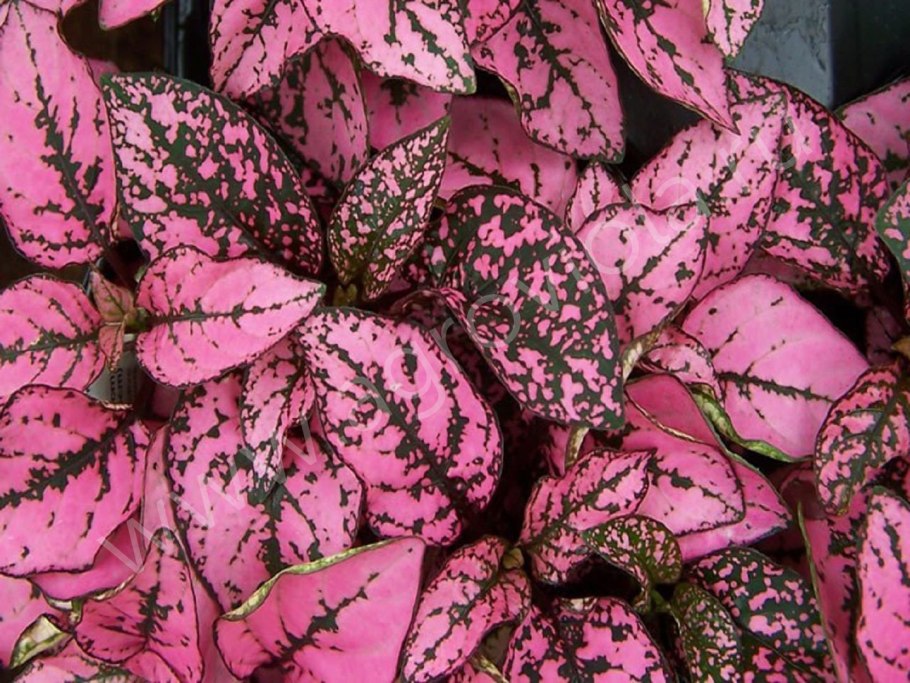 Гипоэстес конфетти розовый