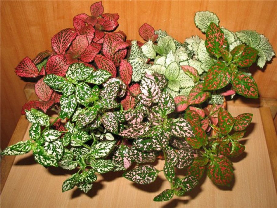 Фиттония и гипоэстес