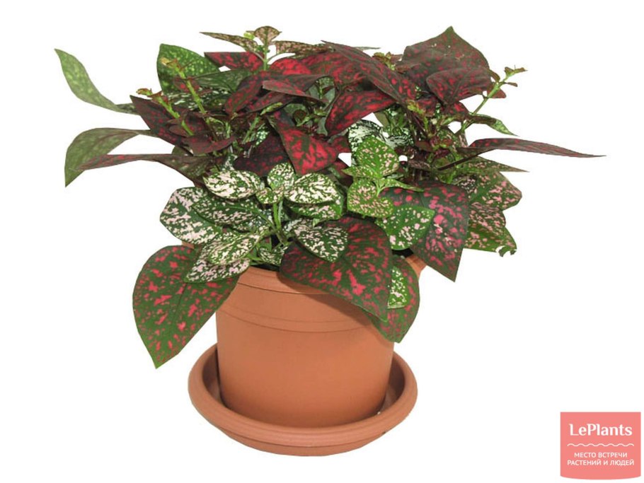 Фиттония и гипоэстес