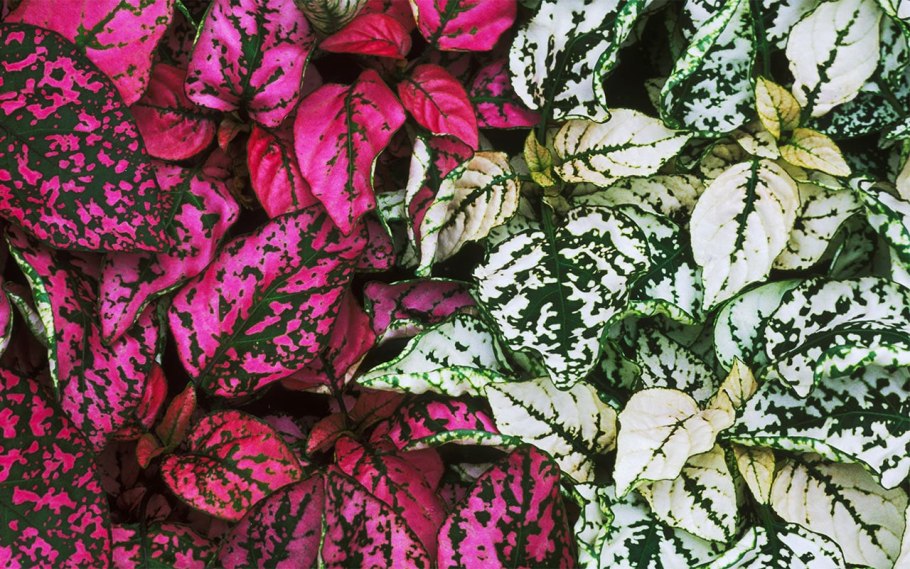 Гипоэстес Летучий