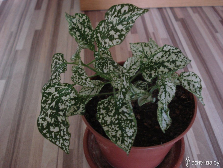 Гипоэстес сохнут кончики листьев