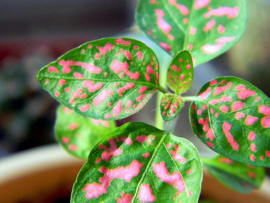 Гипоэстес конфетти