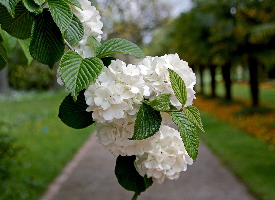 Калина бульденеж снежный шар