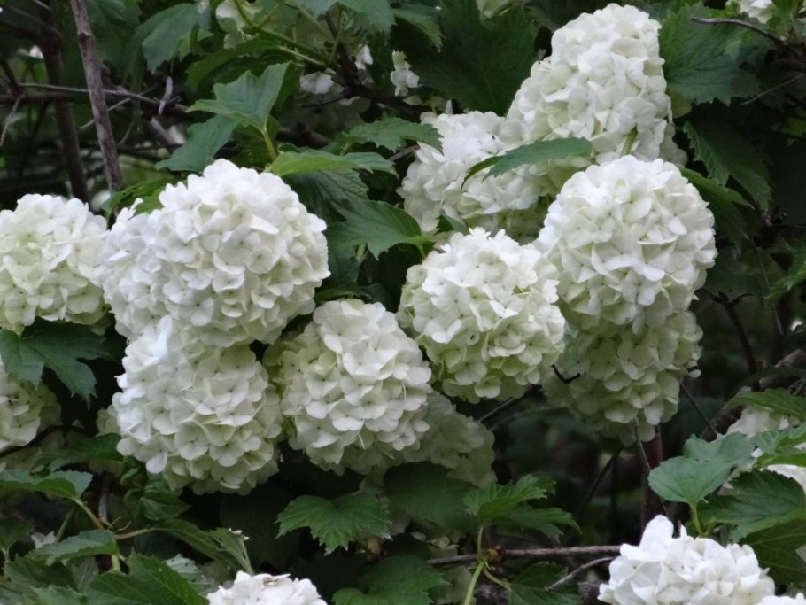 Декоративная Калина бульденеж Розеум